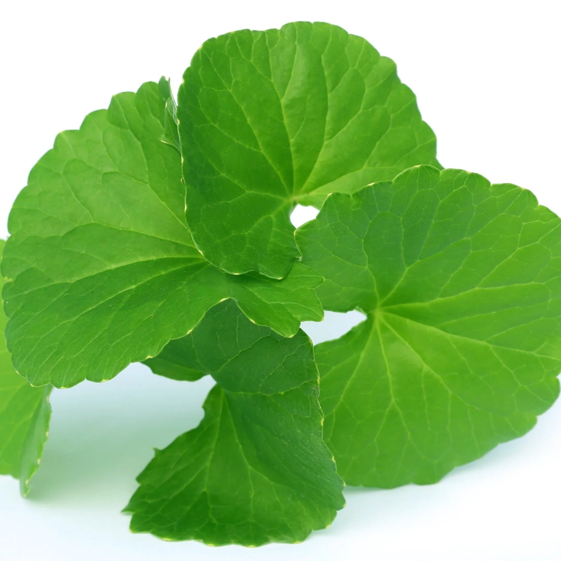 Gotu Kola Extract Powder- 10:1