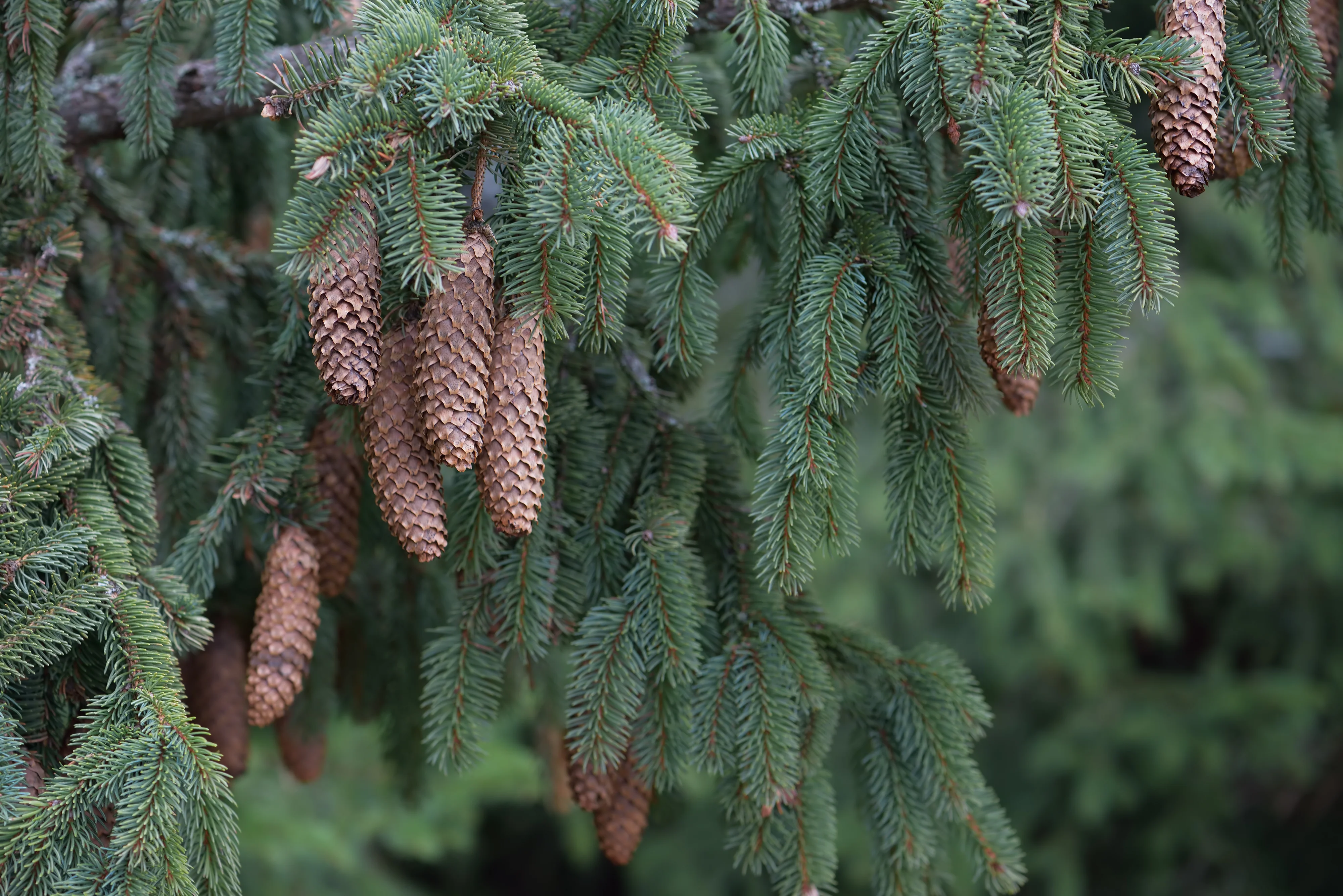 Siberian Fir Needle Essential Oil *Clearance*